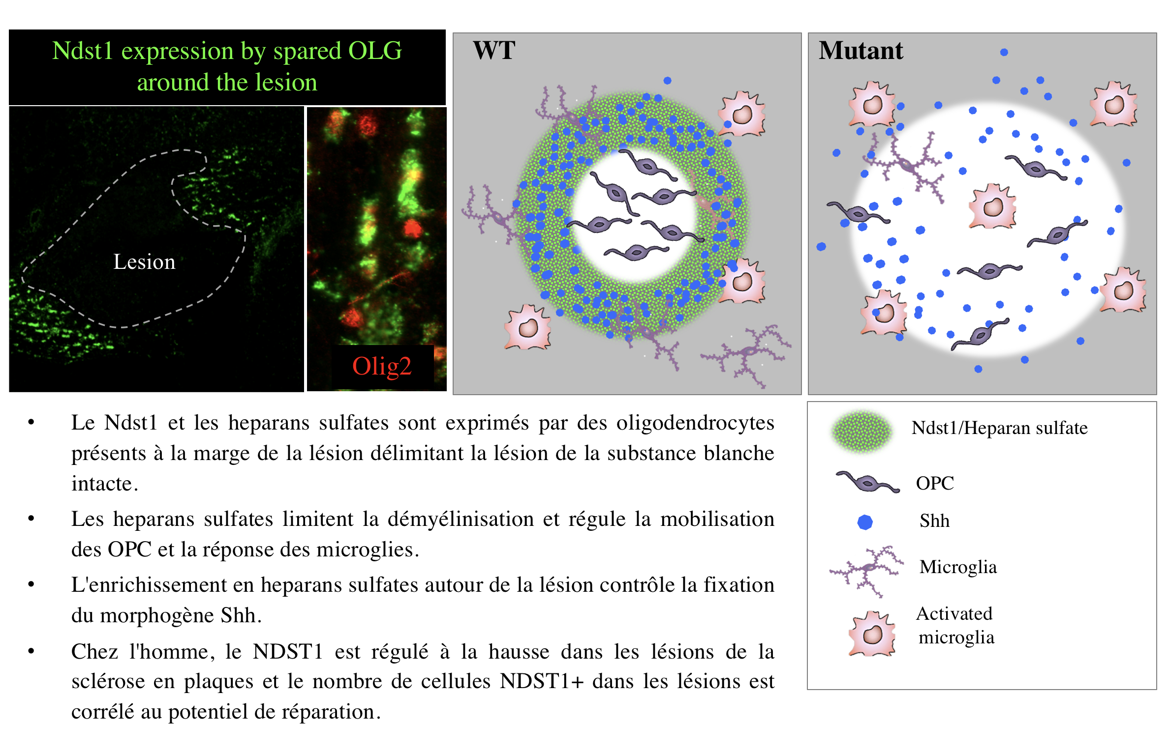 Durbec-et-al2020_fr