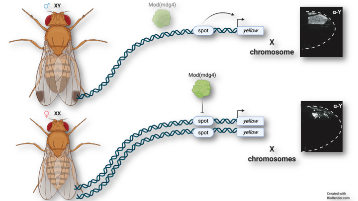 illistration transvection paper