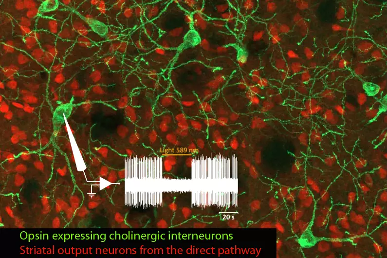 Double labeling, in the striatum of transgenic mice, of the striatal output neurons expressing the dopamine D1 receptor (red fluorescence) and the cholinergic interneurons (green fluorescence) in which halorhodopsin expression allows their photo-inhibition. The electrophysiological trace illustrates the interruption of the spontaneous spiking of one recorded cholinergic interneuron when amber light is delivered in vivo into the striatum.Ⓒ Nicolas Maurice, IBDM, Marseille.