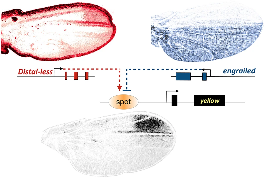 Regulatory evolution of the D. biarmipes yellow spot enhancer